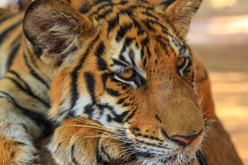 Tiger Temple, Kanchanaburi Tiger Temple, Kanchanaburi