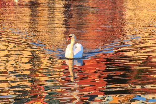 Swan, Bristol Harbour Swan, Bristol Harbour