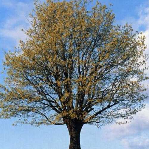 Allmusic album Review : Any longtime John Martyn fan can look at the track listing of this two-CD set and agree that yes, most of these songs are John Martyn classics. But for those who loved him in his 70s period, when there was a wonderful rolling edge to his music by his mixing of folk with jazz, thats as far as the approval will extend. The songs might be great, but these performances of them definitely arent classics. They come from the late 80s and 90s (many from the No Little Boy and Couldnt Love You More sessions) when he revisited his older material with a new band, and decided to place it all firmly in the middle of the road. Its not terrible -- the playing is good, and the songs still have class -- but its enough to make any hardcore fan cry and wonder whatever happened to Martyn. Even the presence of Levon Helm on a version of Utah Phillips "Rock Salt And Nails" does nothing to put backbone into this. Its sad to say, but what there is here is simply a lot of smooth jazz, dinner music for people who dont really care about music. If you want to know what Martyn could do before he lost the plot, buy the Sweet Little Mysteries compilation. Much of the same material, but its like watching a movie go from black and white to Technicolor. classics