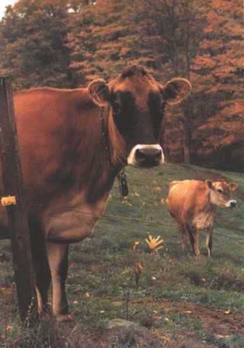 cows_will_eat_the_weeds