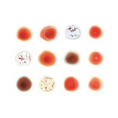 Allmusic album Review : Considering the slow trickle of completed albums he has released since becoming a superstar in 1986 -- just two albums of songs with vocals, paired with two albums of soundtracks and two live records -- deliberate is expected from Peter Gabriel, so the slow, hushed crawl of Scratch My Back is no shock. What may be a shock is that Gabriel chose to follow 2002’s Up with a covers album but, like all of his work, this 2010 record is highly conceptual no matter how minimal the end result may be. Designed as the first half of a two-part project where Gabriel would cover 12 different artists who would then return the favor by recording their own versions of Gabriel’s compositions -- the counterpart album naturally bearing the title I’ll Scratch Yours -- Scratch My Back divides neatly between six songs from his peers (Bowie, Paul Simon, Randy Newman, Neil Young, Lou Reed, David Byrne) and six songs from younger artists (Radiohead, Arcade Fire, Stephin Merritt, Bon Iver, Elbow, Regina Spektor). Gabriel doesn’t dodge familiar tunes, choosing to sing “Heroes” and “Street Spirit (Fade Out),” but he twists each tune to his own needs, arranging everything with nothing more than piano and strings, a change that’s almost jarring on Simon’s “The Boy in the Bubble,” yet it stays true to the undercurrent of melancholy in the melody. Indeed, all of Scratch My Back is stark, sober, and spare, delving ever deeper inward, a triumph of intellect over emotion -- a noted contrast to almost all cover albums that celebrate the visceral, not the cerebral. Immediate it may not be but fascinating it is, and after hearing Gabriel turn all 12 of these songs into something unmistakably his own, the appetite is surely whetted for its companion piece.