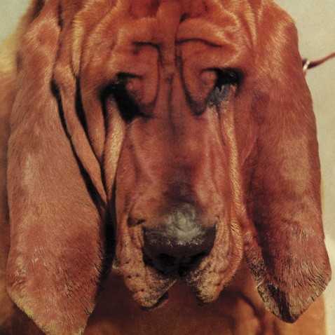 Allmusic album Review : Following the hallucinogenic frenzy of his 2010 album, Melted, Goodbye Bread is the sound of Ty Segall mellowing out just a bit; this is a significantly calmer and more measured set of music than most of Segalls previous efforts, not to mention one thats tighter and more coherent. While much of Segalls work has been informed by his lo-fi guitar and drum bashing, Goodbye Bread represents a cautious step toward greater professionalism, with the needles not constantly pushed into the red and the melodies sounding a bit more straightforward while the accompaniment stays in sync with Segall most of the time. Segall has cleaned up the details on Goodbye Bread, yet the fundamentals are essentially the same; the slightly bluesy lope of the melodies is very much of a piece with Segalls work on Lemons, and though the guitar attack is tidier, hes still willing to go into fuzzbox freakout mode on a few tunes, such as "Where Your Head Goes" and "My Headplodes," where he shows his inner freak rocker hasnt gone away. What Segall brings to the music on Goodbye Bread is a greater sense of restraint and dynamics; hes put more thought into where to step back and where to charge forward, and his instincts serve him quite well, as the relatively cleaner audio (as if hes moved from a midline four-track machine to a dumpy professional studio) allows the details to show through with greater clarity (especially the harmonies), and this serves the songs without buffing away all the grit that gives these tunes texture. In short, Goodbye Bread sounds more like a "real album" than anything Ty Segall has done to date, but not so much so that it robs him of the loose-limbed soul that makes him memorable. goodbye_bread